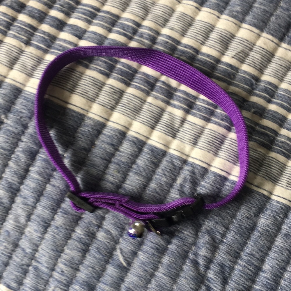 Purple Cat Collar with Bell - Unbranded